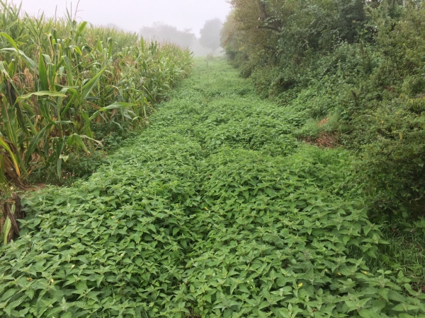 Le chemin est balisé, mais pas forcément entretenu. C'est d'ailleurs très joli, mais aussi très humide.