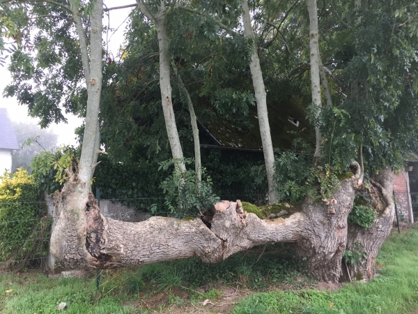 Sur le chemin des Fosseaux, nous passons près de ce frêne, tourmenté par les tailles successives.