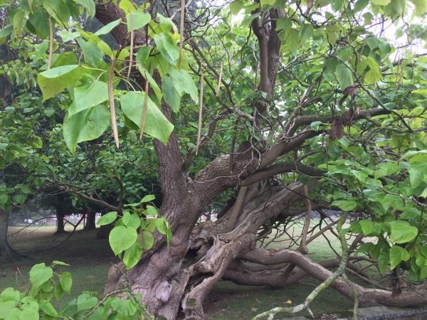 Détail du Ginkgo biloba, arbre aux 40 écus, qui pousse près du saut-de-loup du château du Thuit-Simer. Curieusement classé parmi les conifères, ses feuilles deviennent jaune d'or en automne, d'où son surnom. La longévité du Ginkgo est exceptionnelle : dans son milieu naturel en chine, il peut vivre 4000 ans !