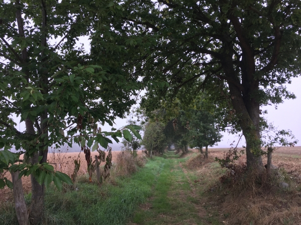 Nous sortons du Thuit-Simer par le chemin du Clos Courtois en direction de l'église de Bosnormand.