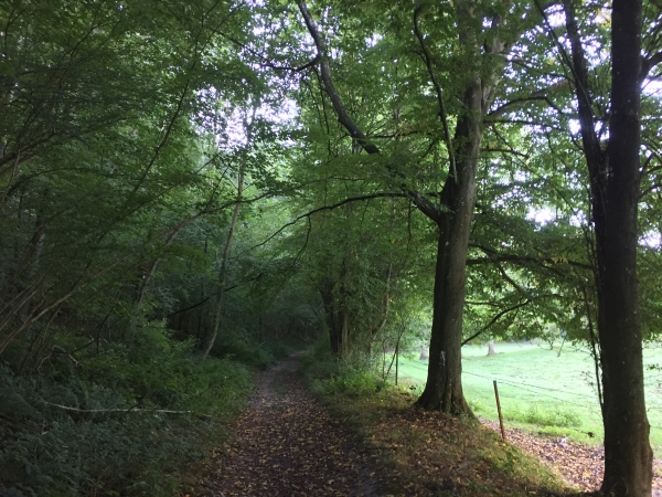 Le Chemin du Val Dallet avance au pied de la Côte de Cany, à  la lisière du bois.