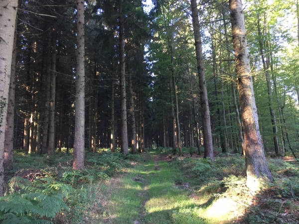 Nous sommes maintenant au Rond Fleury, en forêt domaniale de Montfort.