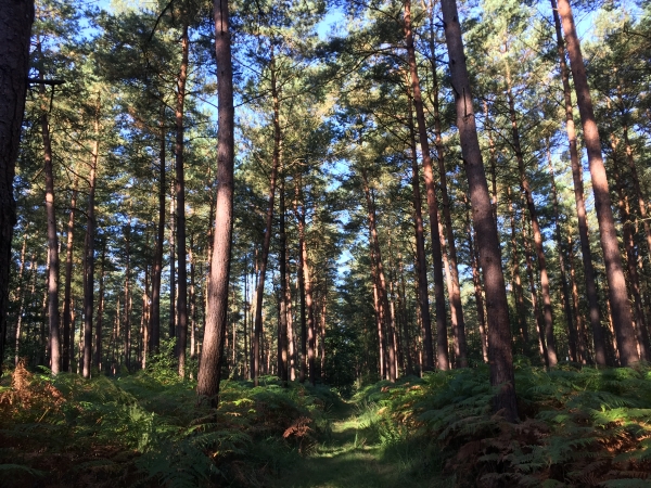 Dans la Côte Brûlée, nous prenons la direction de la Route Forestière du Ruel.