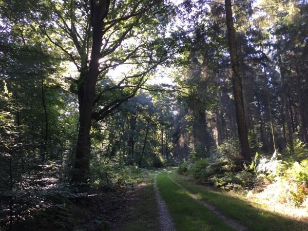 Route Forestière du Ruel, nous marchons vers la Route Forestière du Midi.