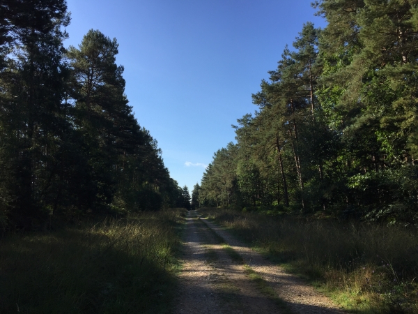 Nous marchons plein sud, direction le Rond de Beuvron.