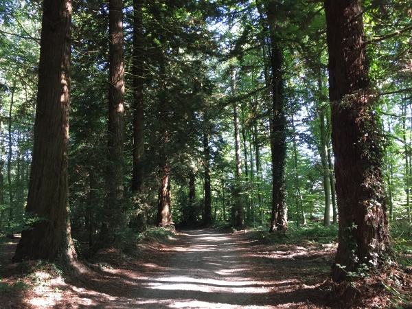 L'allée menant à l'aire des Cateleliers est bordée de très élégants séquoias. Cette allée a été plantée dans les années 1960 à partir de graines du domaine d'Harcourt.
