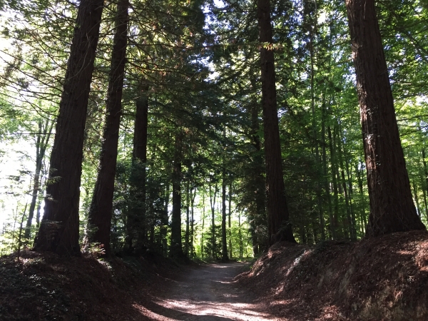 L'allée menant à l'aire des Cateleliers est bordée de très élégants séquoias. Cette allée a reçu le label Ensemble Arboré Remarquable de France par l'association ARBRES.
