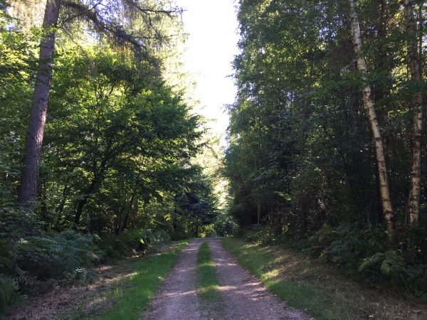 Route forestière du Chêne à la Vierge. Nous allons la quitter rapidement pour monter vers les Roussettes.