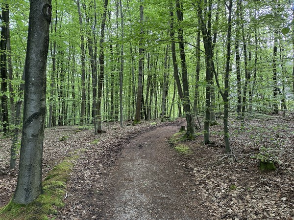 Les paysages de cette forêt sont variés, et particulièrement délicieux en ce début mai.