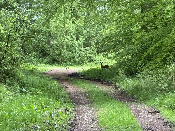 Une jeune biche nous laisse le temps de la photographier. Nous croisons de nombreux animaux en forêt, mais c'est rare de pouvoir les photographier.