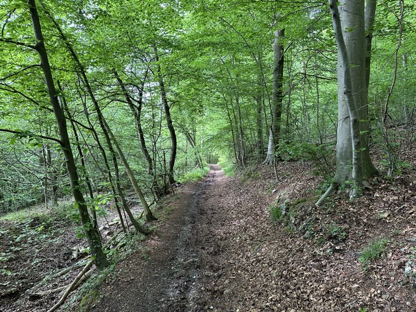 Nous sommes revenus en forêt domaniale Verte. Autrefois appelée Silveison, la forêt a longtemps appartenu à l'Abbaye Saint-Ouen de Rouen. Ce n'est qu'à la Révolution qu'elle est devenue domaniale. En 2015, la Forêt Verte a reçu le label Forêt d'Exception décerné par l'Office National des Forêts.