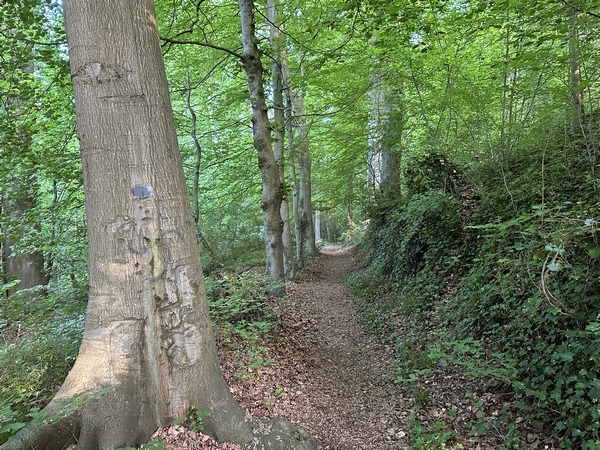 Nous suivons le chemin boisé qui rejoint le sentier Adolphe Botte. Le petit bois que nous traversons, en centre ville, mériterait d'être valorisé.