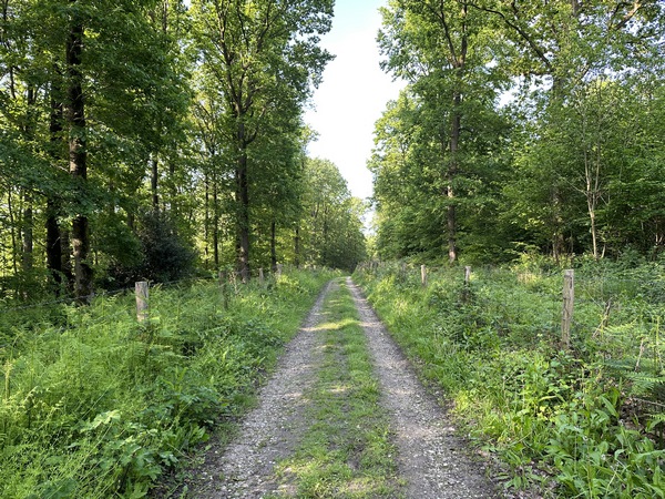 Nous traversons Villers-Ecalles, et entrons dans le bois de la Carrière, au-dessus du Paulu.