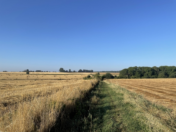 Le chemin traverse la plaine agricole, dorée par la paille et le lin en cette fin juillet.
