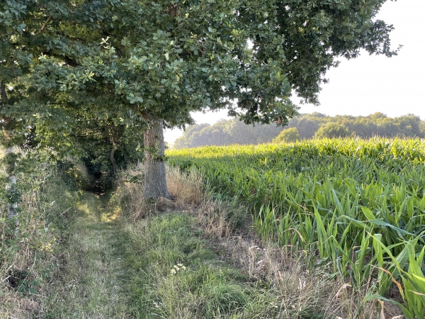 Petit passage boisé sur le chemin du Puits.