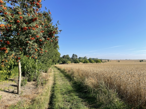 Le sentier de l'Est longe Bois-l'Evêque.