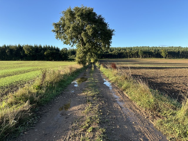 Je quitte la partie commune entre l'aller et le retour, et je tourne vers le sud vers le bois de la Caboche.