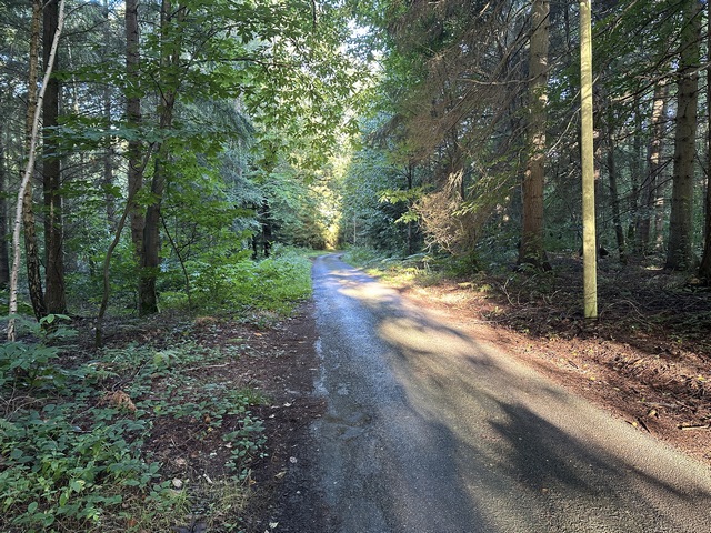 Sur le plateau, je rejoins la petite route des Cateliers. Je vais la suivre vers le nord jusqu'au Chêne à la Vierge de la Mésangère.&nbsp;
