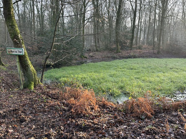 Mare du Thiel. Comme souvent en forêt, autour de la mare on peut observer des traces de sabots, des écorces frottées ou grattées...