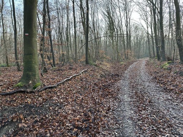 J'ai pris le chemin de la Cramponnière pour marcher vers la mare des Ecureuils.