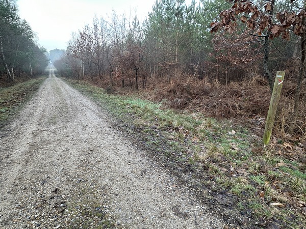 Je tourne vers l'est sur la route forestière de la Voie Blanche.