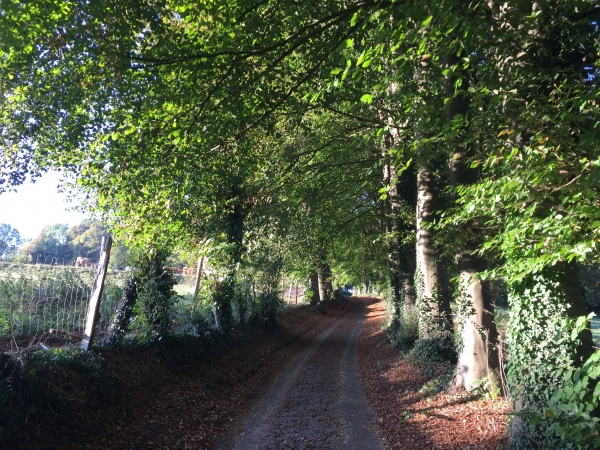 La rue Saint-Laurent devient rapidement le Chemin de la Forêt, bordé de hêtres puis de charmes.