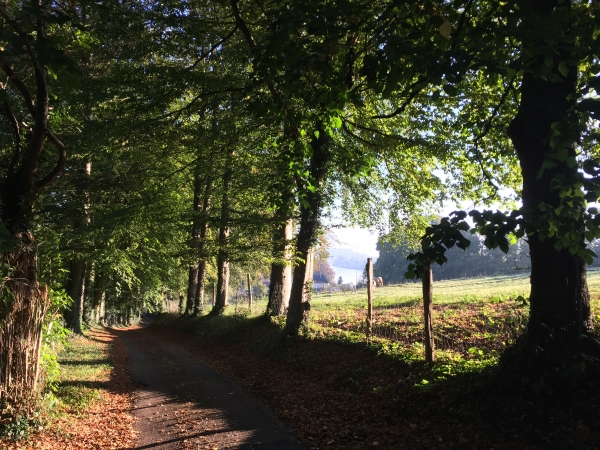 Le Chemin de la Forêt monte en pente douce vers la Forêt de Jumièges.