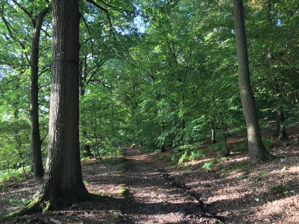 Ce chemin longe la falaise de Seine, mais le fleuve est caché par les arbres.