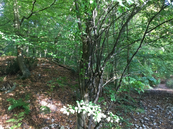 Ce monticule n'a l'air de rien, mais il s'agit d'un vestige des fortifications du Fossé Saint-Philibert qui barrait jadis l'entrée de la presqu'île de Jumièges. Les premières traces de fortifications remontent à 1000 ans avant notre ère, à l'époque du bronze ! Une seconde phase de construction a lieu entre le Ve et IIe avant J.-C.