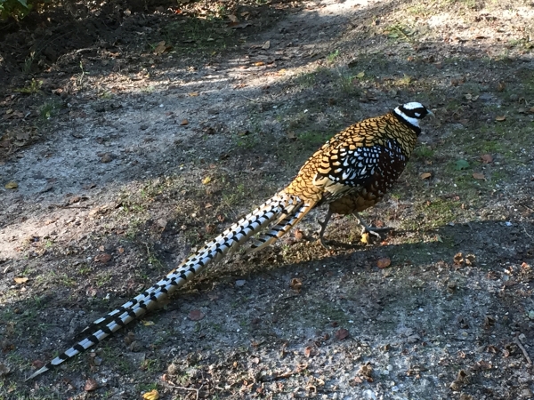 En traversant la forêt, un peu avant Jumièges, nous rencontrons un beau faisan. Non seulement il n'est pas farouche, mais il marche devant nous en zigzagant, comme pour nous interdire le passage. Ce n'est pas la première fois que nous remarquons ce genre de comportement de faisans au début de l'automne. Peut-être sont-ils des faisans récemment lâchés en forêt pour la chasse ?