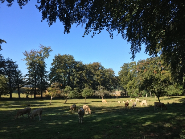 Troupeaux en contrebas du chemin.