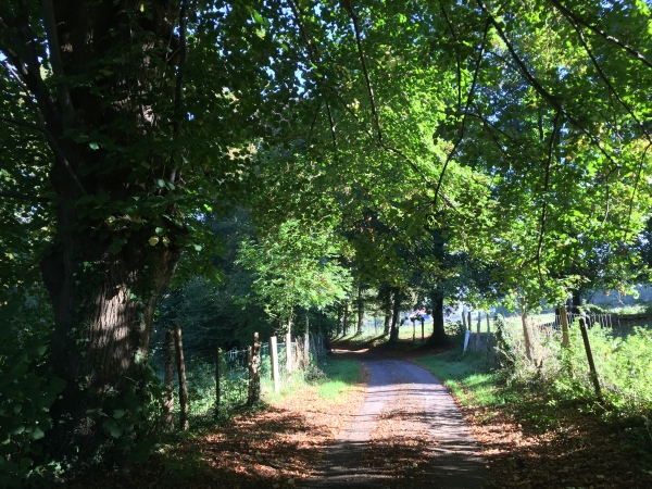 Chemin de la Forêt.