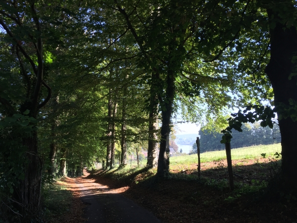 Chemin de la Forêt.