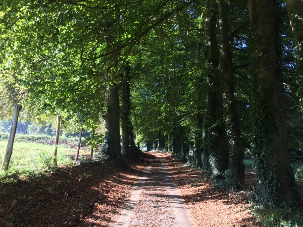 Chemin de la Forêt.