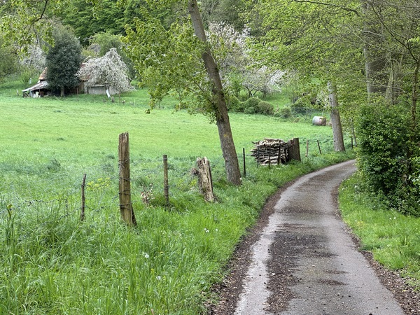 Le Chemin de la Forêt monte en pente douce vers la forêt de Jumièges.