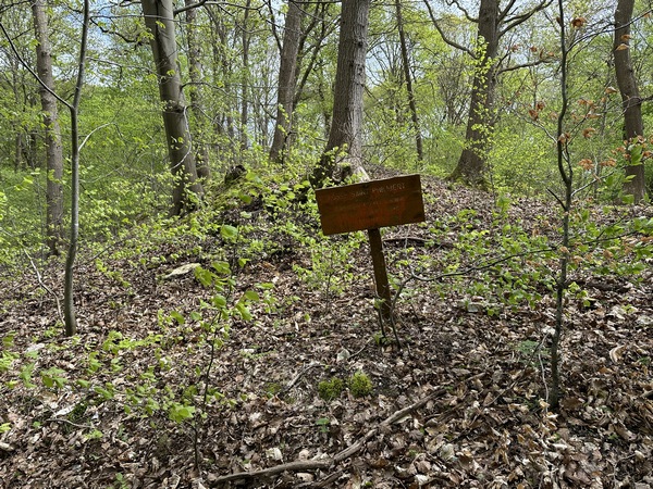 En entrant en forêt de Jumièges, nous croisons ce monticule qui est un vestige du fossé Saint-Philibert. Les premières traces archéologiques de cette fortification remontent à l'âge de bronze, mille ans avant notre ère !