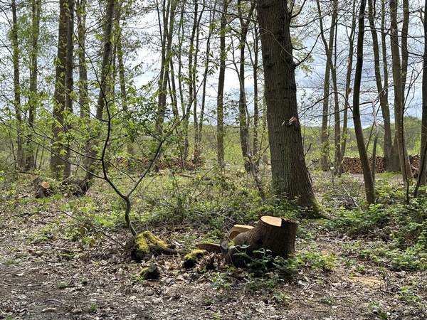 Un chantier forestier a avalé le panneau qui indiquait l'emplacement de la Croix de l'âne de Sainte Austreberthe. La croix n'existe plus, mais la légende raconte toujours que Sainte Austreberthe condamna un loup à remplacer l'âne du monastère qu'il avait dévoré.