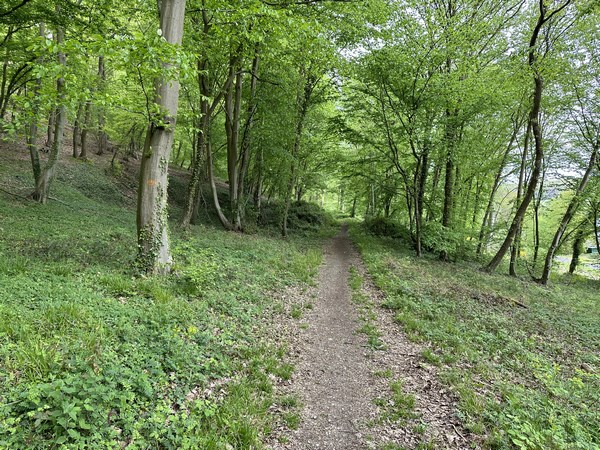 En forêt domaniale du Trait-Maulévrier, nous suivons le chemin qui avance à flanc de coteau. C'est un chemin charmant, et très tranquille : les promeneurs restent sur les chemins du plateau, au sommet.