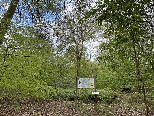 Nous passons devant le chêne de Saint-Paul, arbre remarquable de plus de 120 ans et de 31 mètres de hauteur.&nbsp;