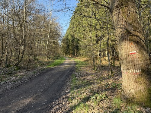 Nous entrons en forêt domaniale du Trait-Maulévrier, et suivons les balises rouges et blanches du GR2 (Chemin rural de Bucaille).