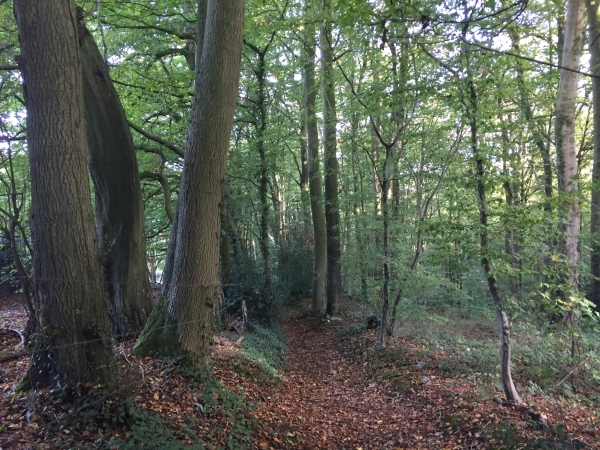 Le chemin du Bosc-Renier traverse un vallon du bois de Binemare.
