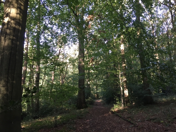 Bois de Binemare.