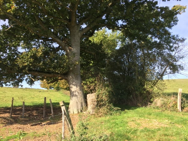 GR25 en lisière du bois du Château.