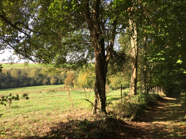 GR25, bois du Château.
