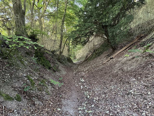 Nous descendons le chemin de Sainte-Anne dans le bois de la Fontaine.