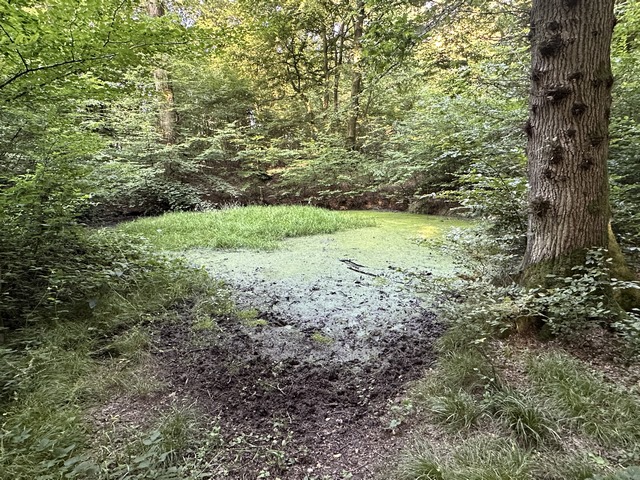 Mare des Lunes à Hénouville, en forêt de Roumare.