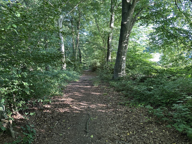 Nous quittons le GR2, et contournons le bourg d'Hénouville en suivant le chemin qui longe la lisière.
