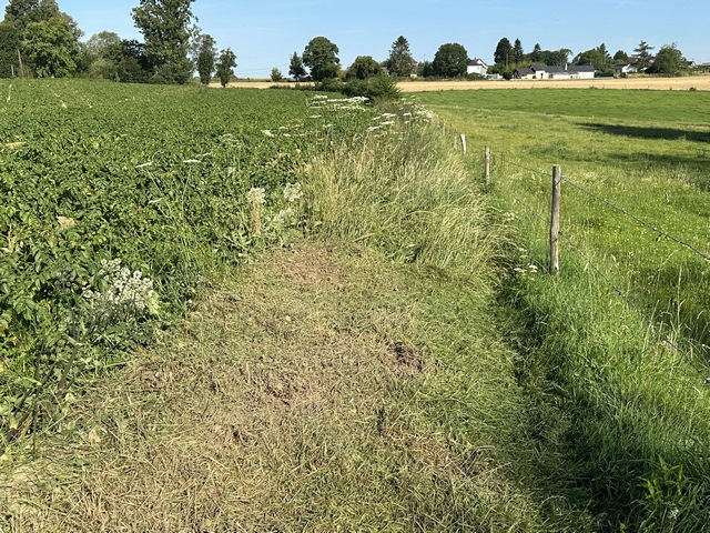 Nous entrons dans St-Pierre-de-Varengeville par un chemin curieusement entretenu : de belles parties tondues, et de temps en temps, des touffes d'herbes hautes préservées... Une coulée permet de passer le long de la clôture.
