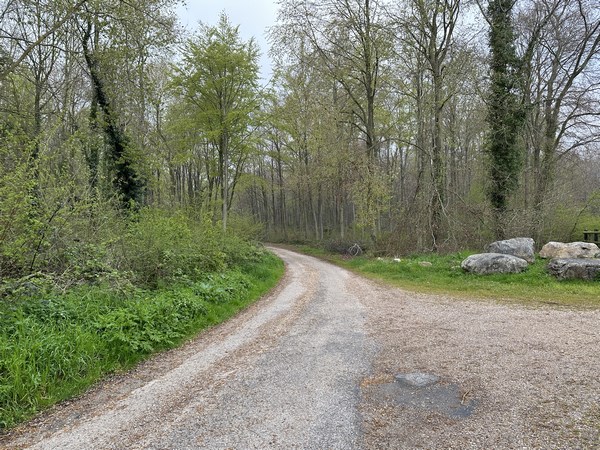 J'entre dans le bois et suis le chemin de la Mare du Camp Méquin.