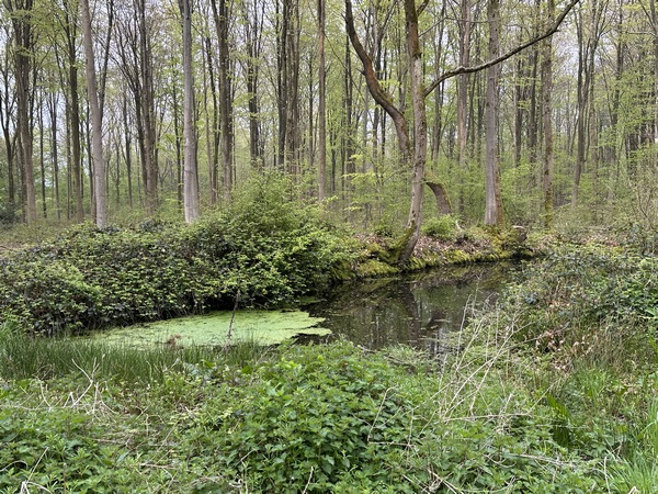 Petit écart pour aller observer les traces d'animaux au bord de la mare du Camp Méquin.